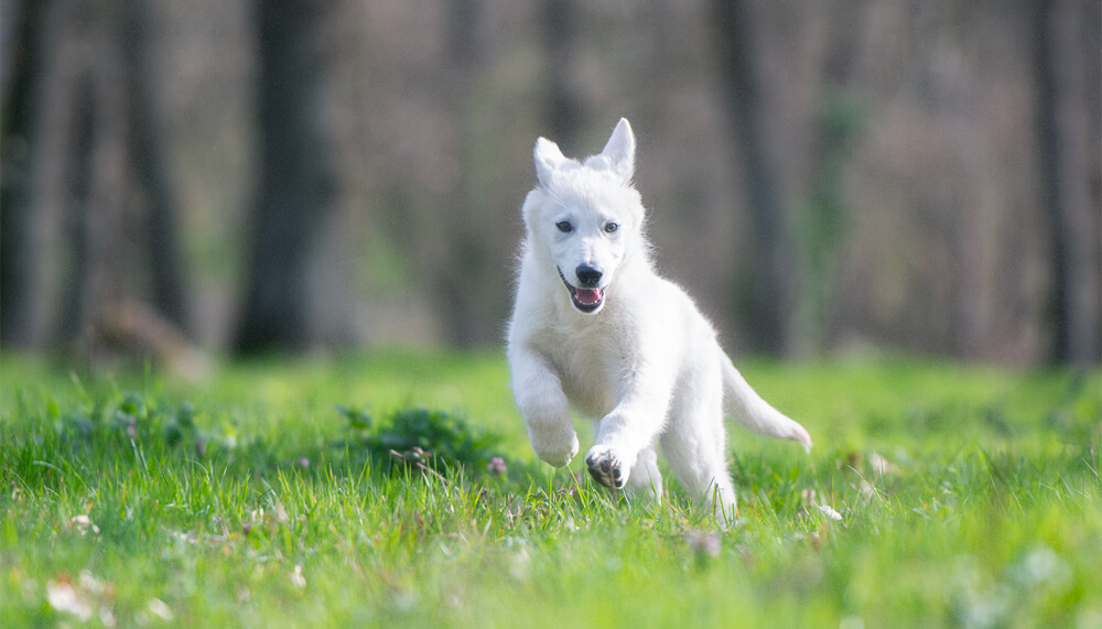 Bannière du projet Toulouse Dog School